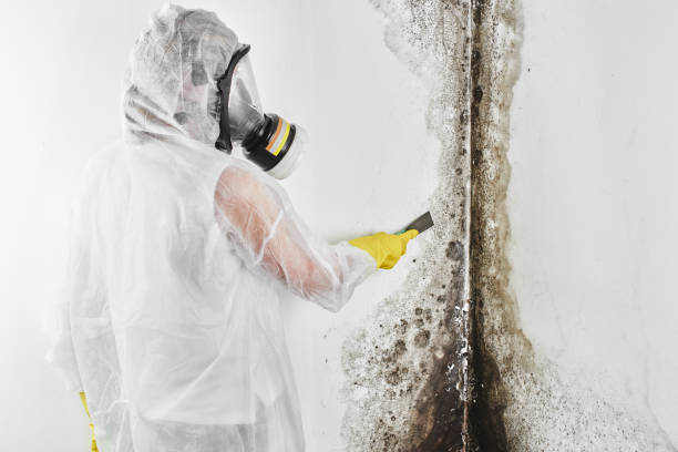 Insurance-Related Mold Remediation